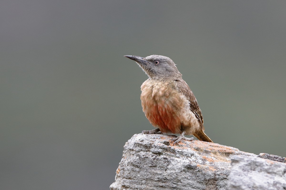 Ground Woodpecker - Holger Teichmann