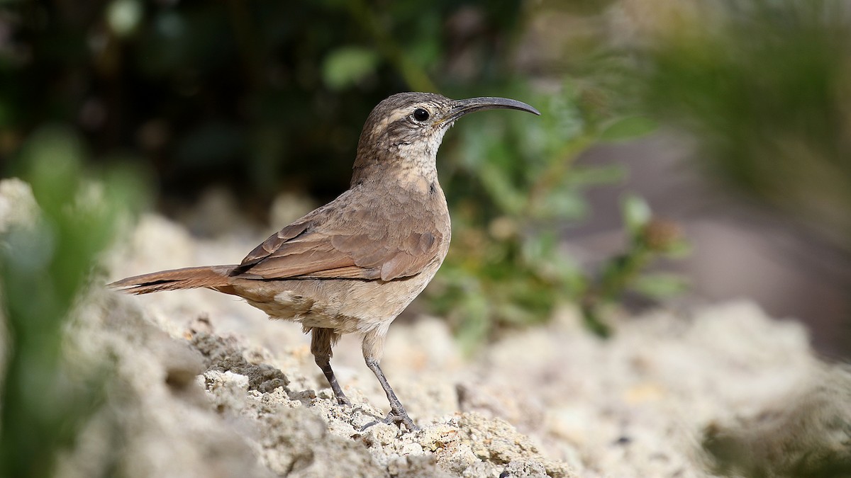 White-throated Earthcreeper - ML223180331