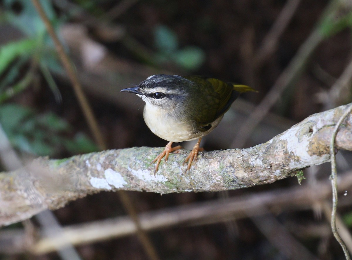 Riverbank Warbler - simon walkley