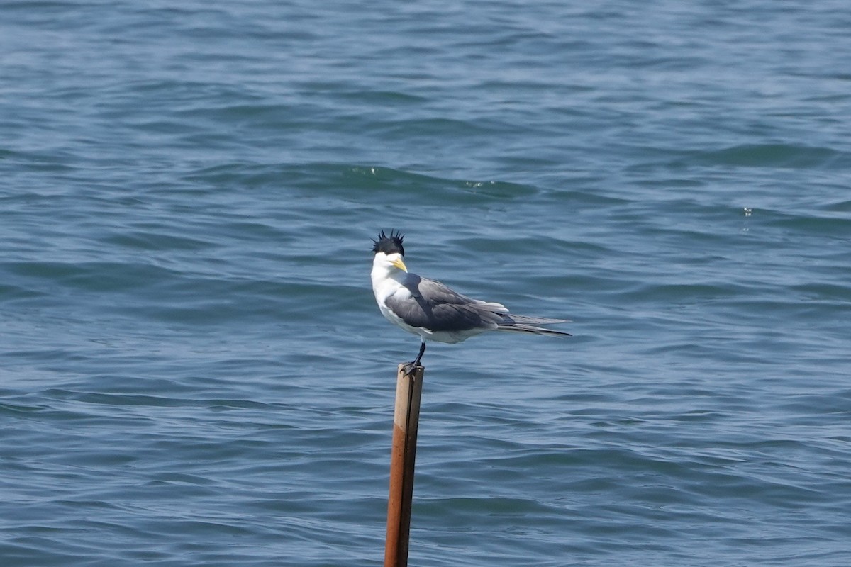Great Crested Tern - ML223181031