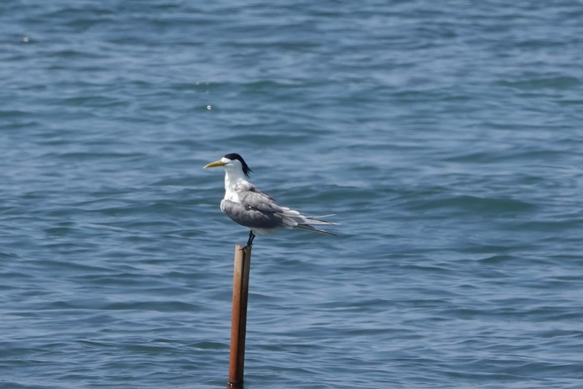 Great Crested Tern - ML223181041