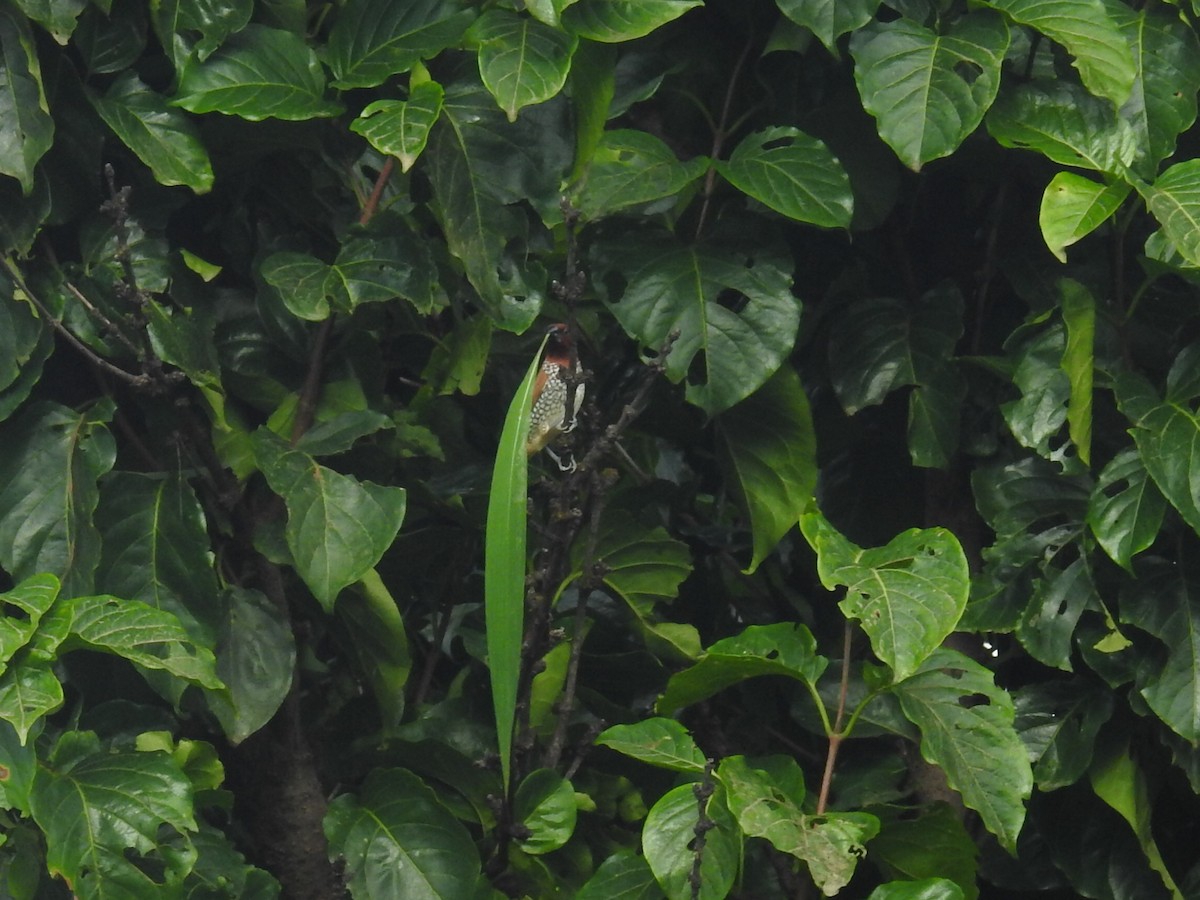 Мунія іржаста - ML223181251