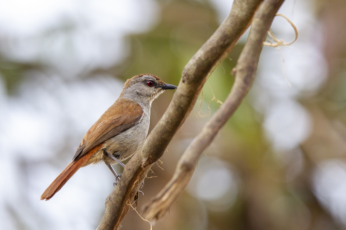 Rufous-tailed Palm-Thrush - ML223181271