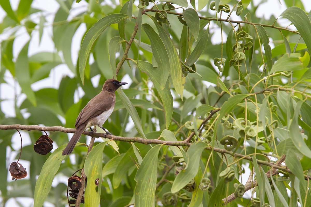 Common Bulbul - ML223181291