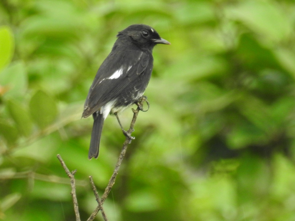 Трав'янка чорна - ML223181491