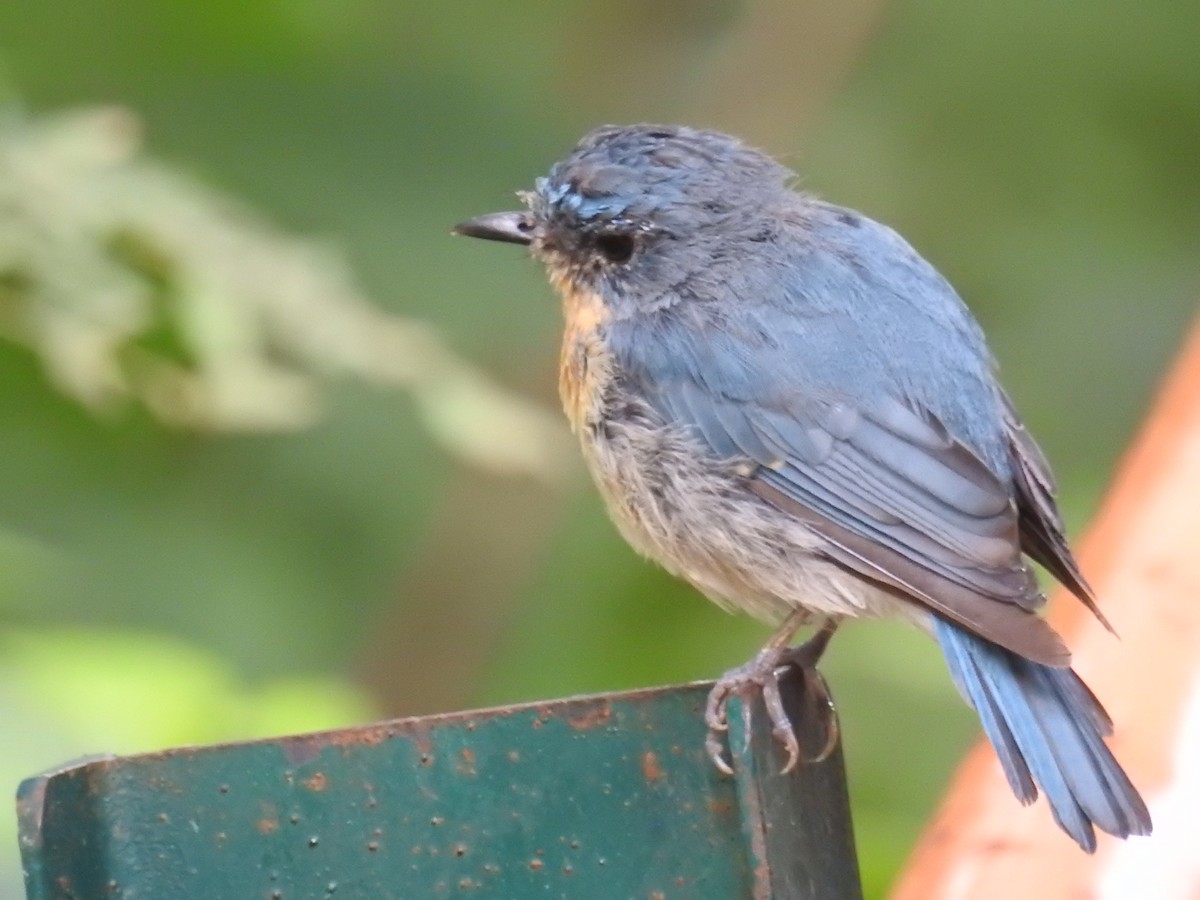 Нільтава вохристовола - ML223181541