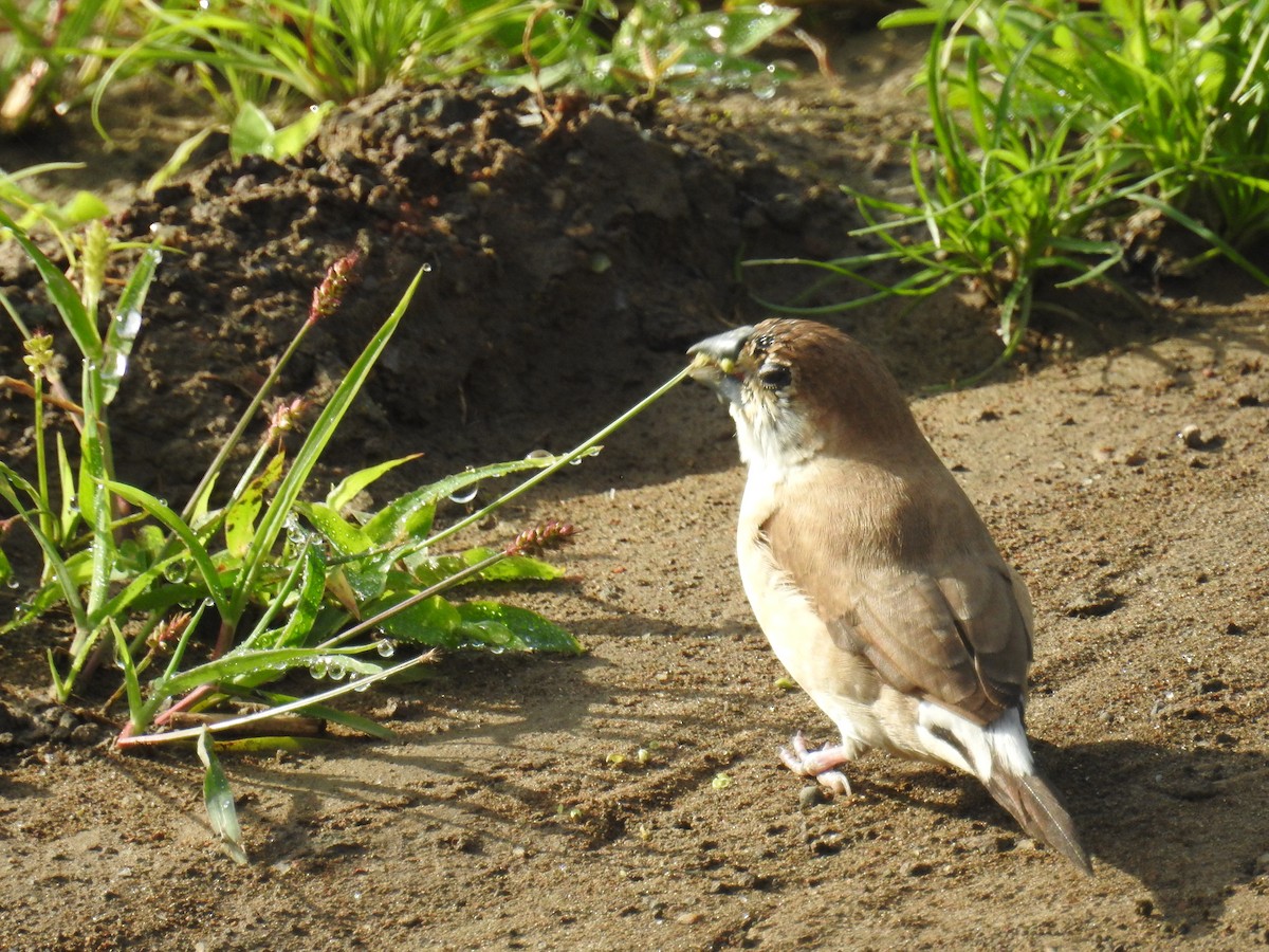 Сріблодзьоб індійський - ML223181551
