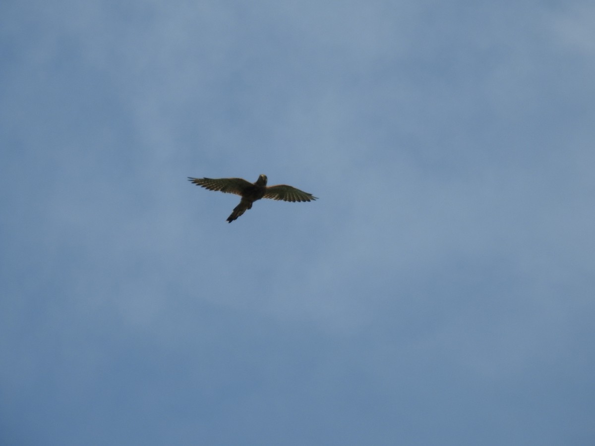 Боривітер звичайний - ML223181571