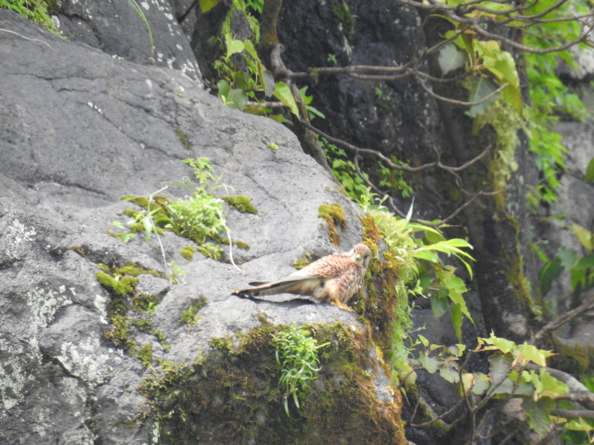 Боривітер звичайний - ML223181621