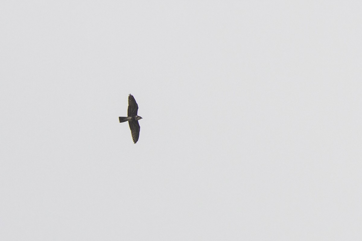 Bat Hawk - ML223181761