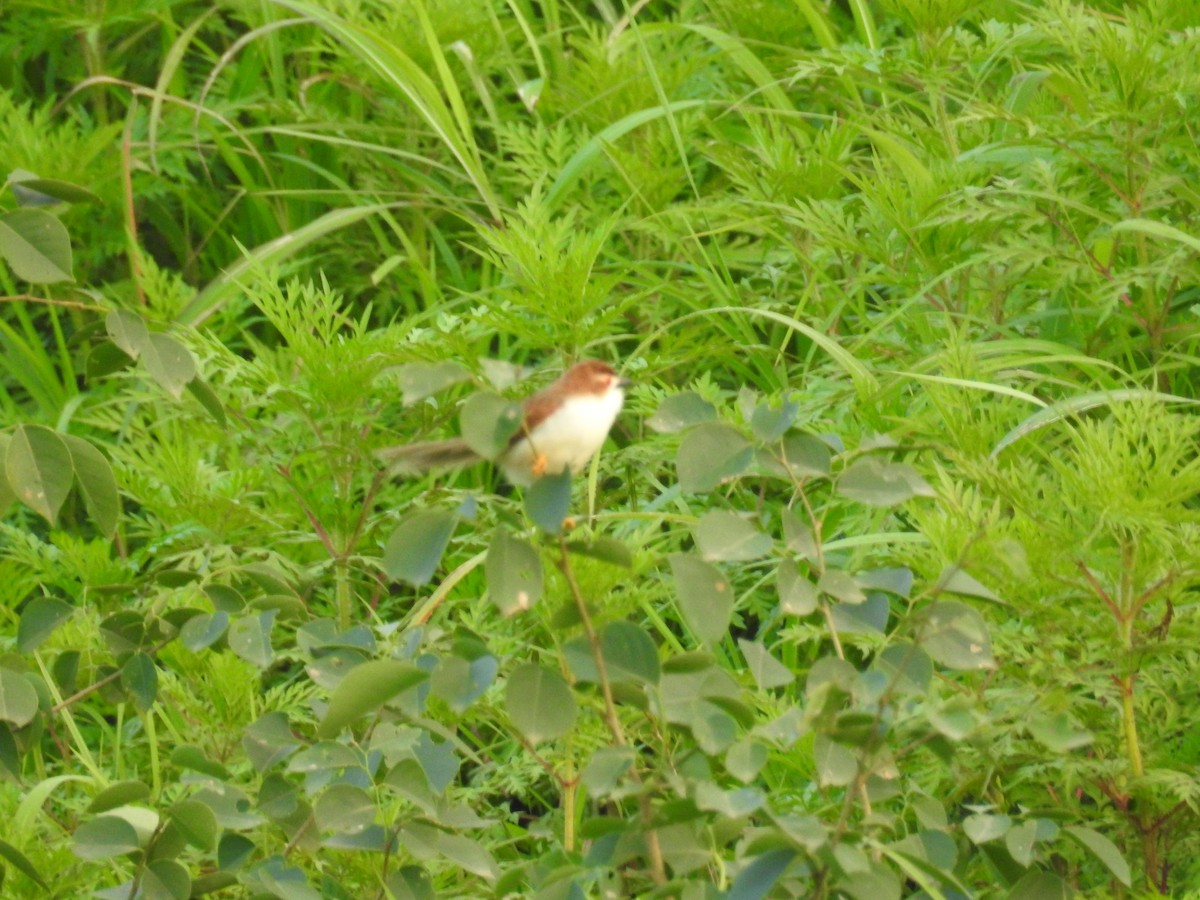 Рудокрильниця золотиста - ML223182051