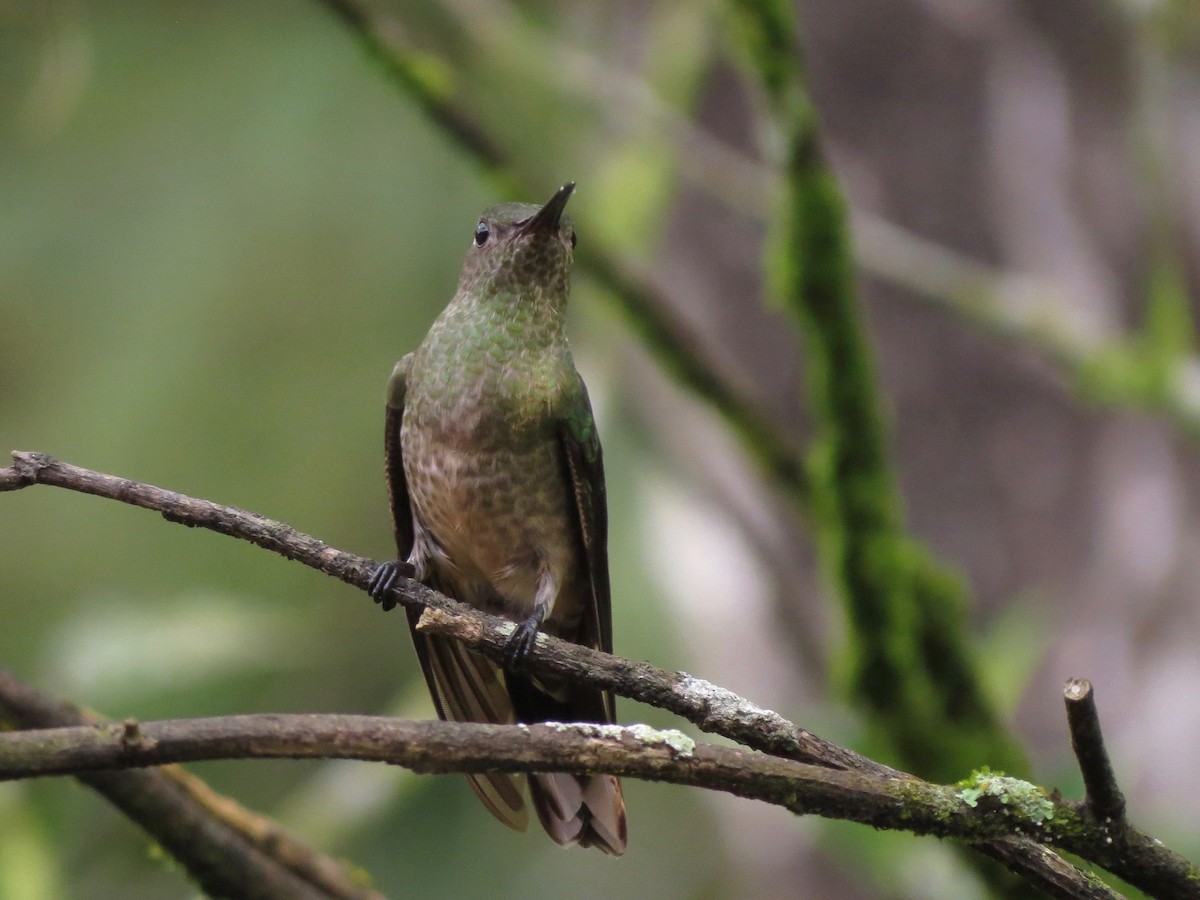 Scaly-breasted Hummingbird - John van Dort