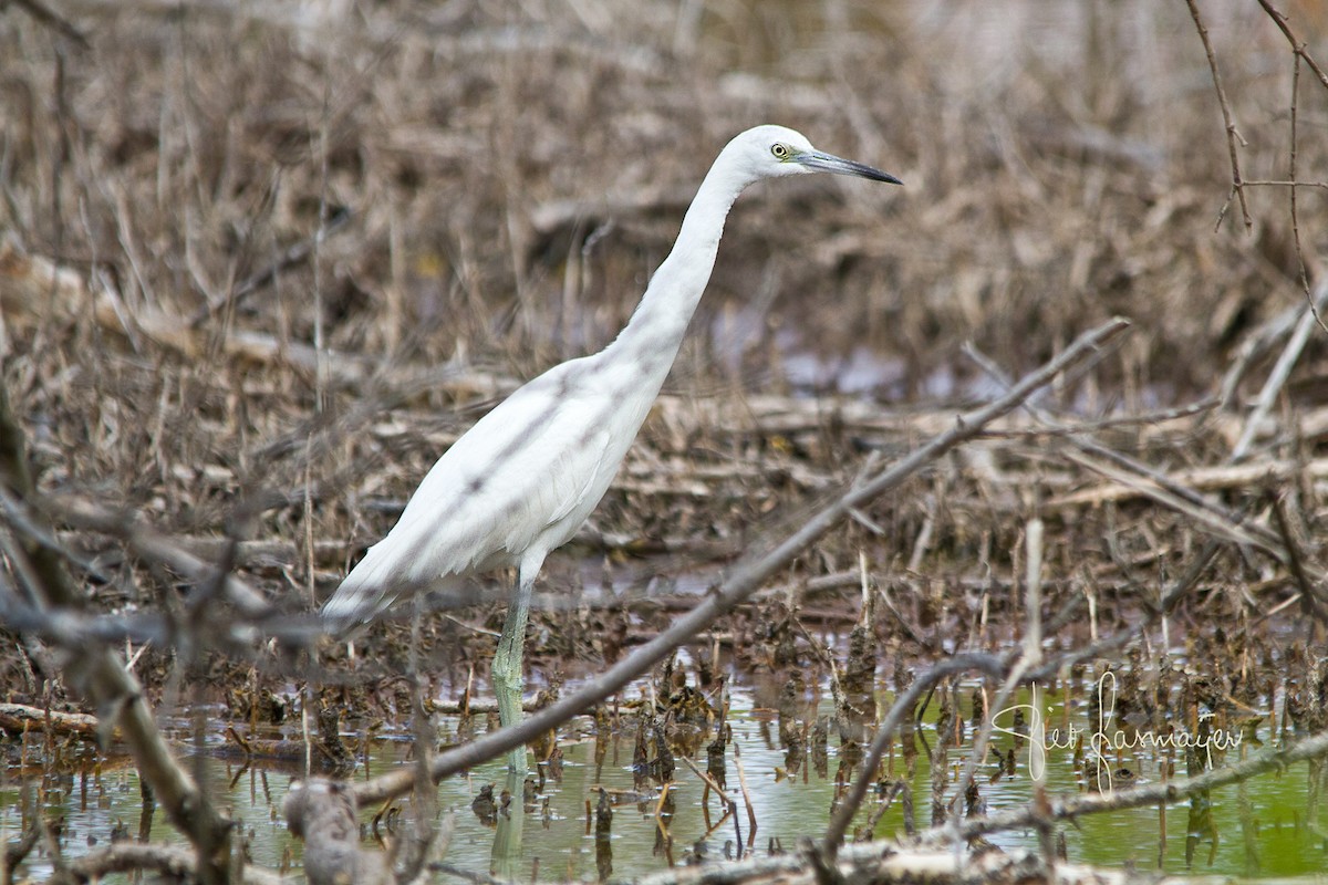 Little Blue Heron - ML223183891