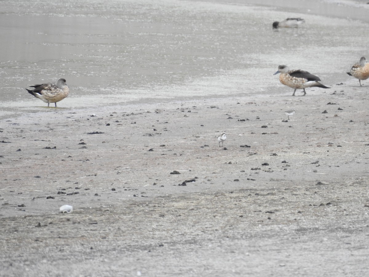 Crested Duck - ML223184321