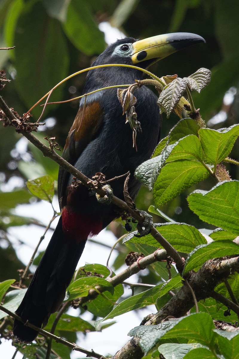 Toucan à capuchon - ML223185041