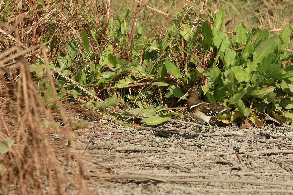 South American Painted-Snipe - ML223185081