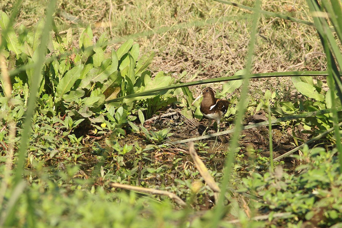 slučice jihoamerická - ML223185091