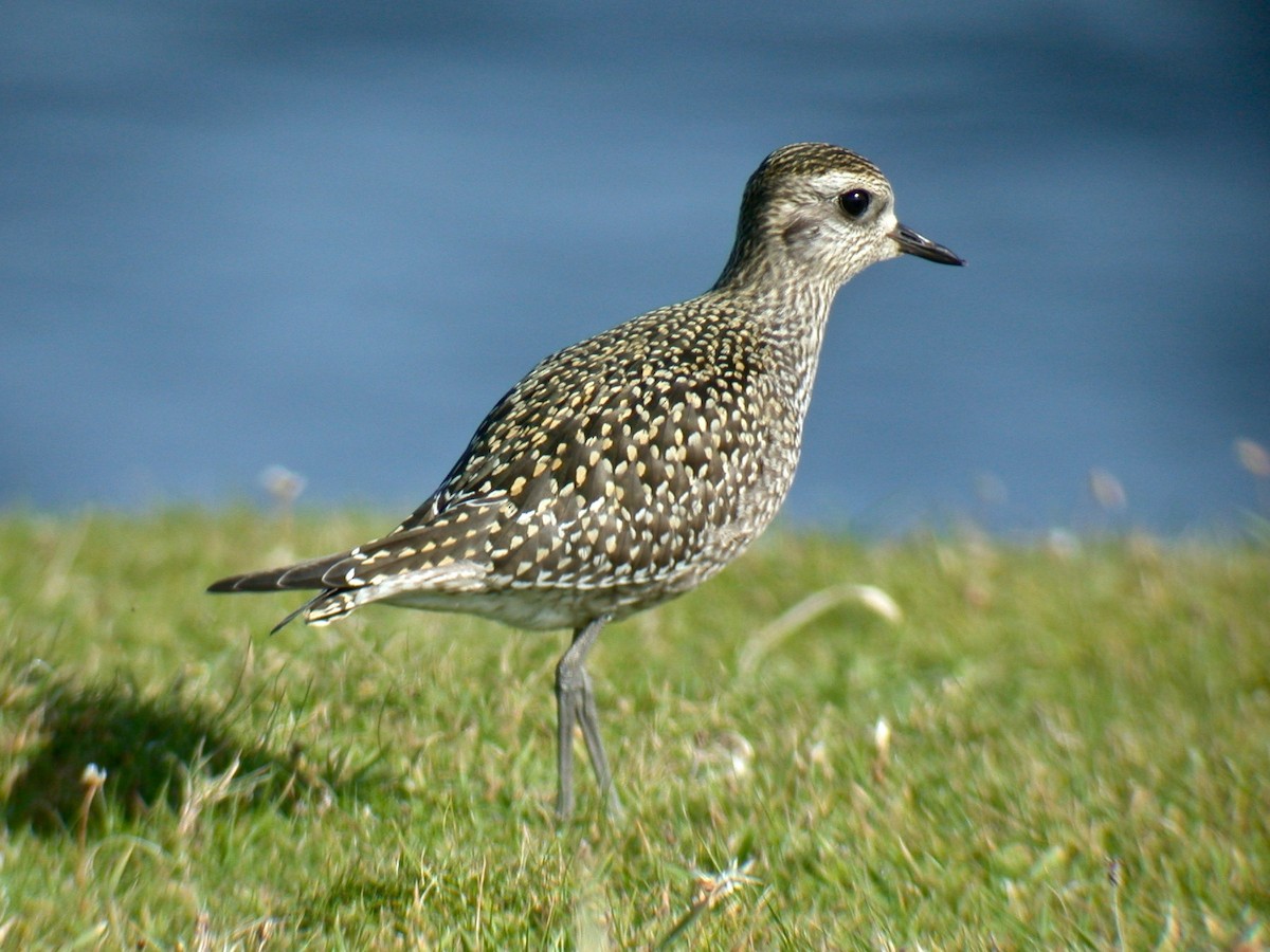 American Golden-Plover - ML223185151