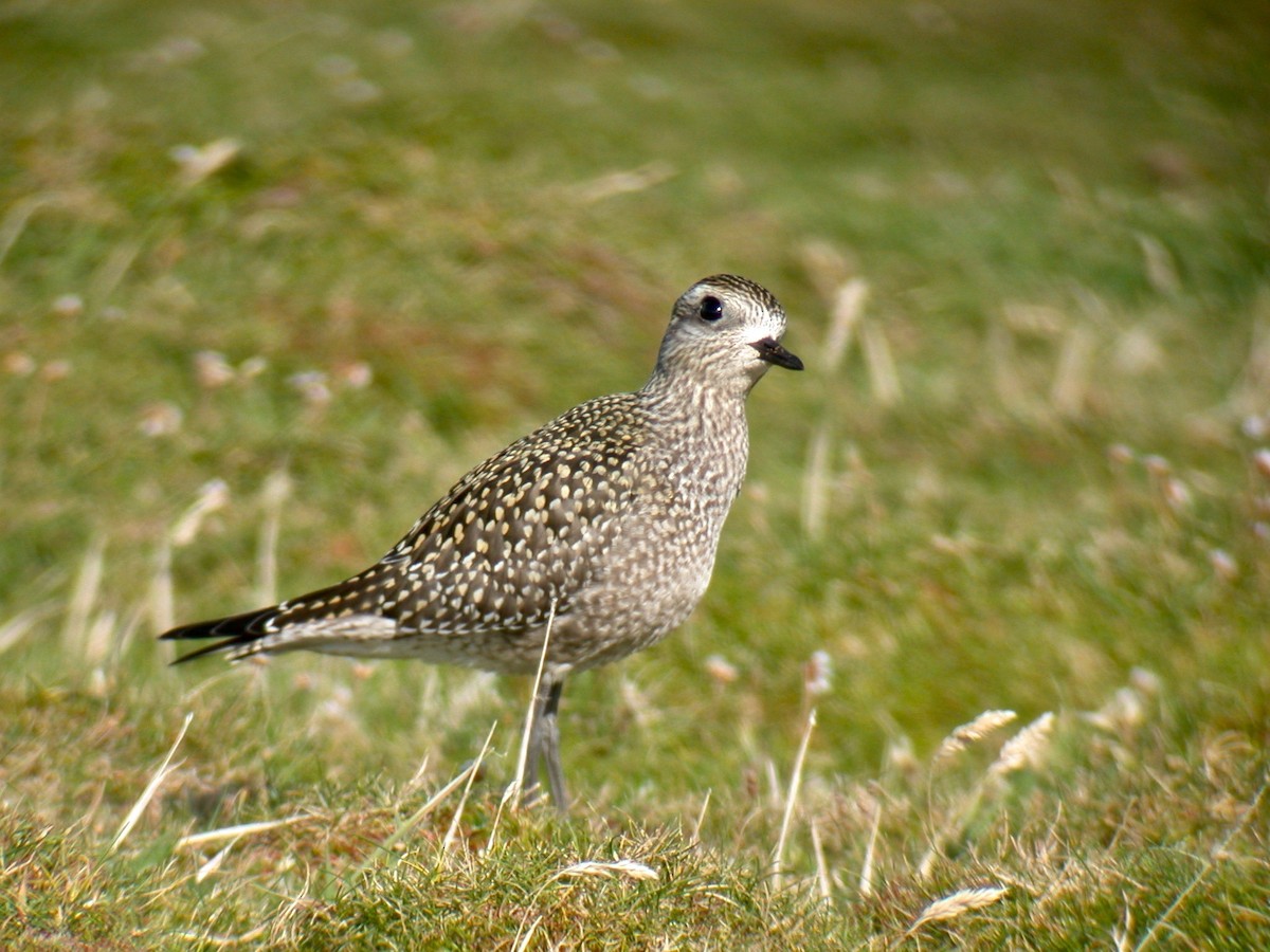 American Golden-Plover - ML223185191