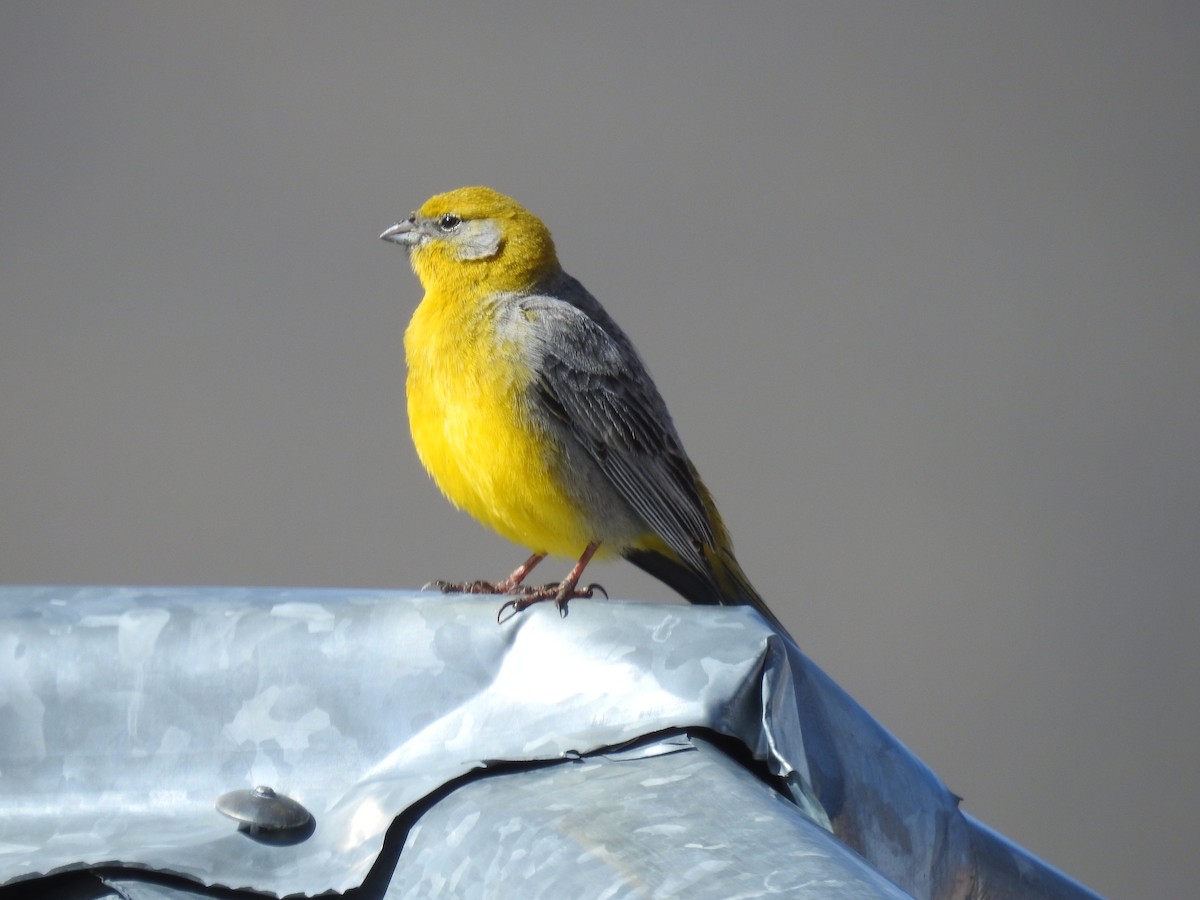 Bright-rumped Yellow-Finch - Fernando Angulo - CORBIDI