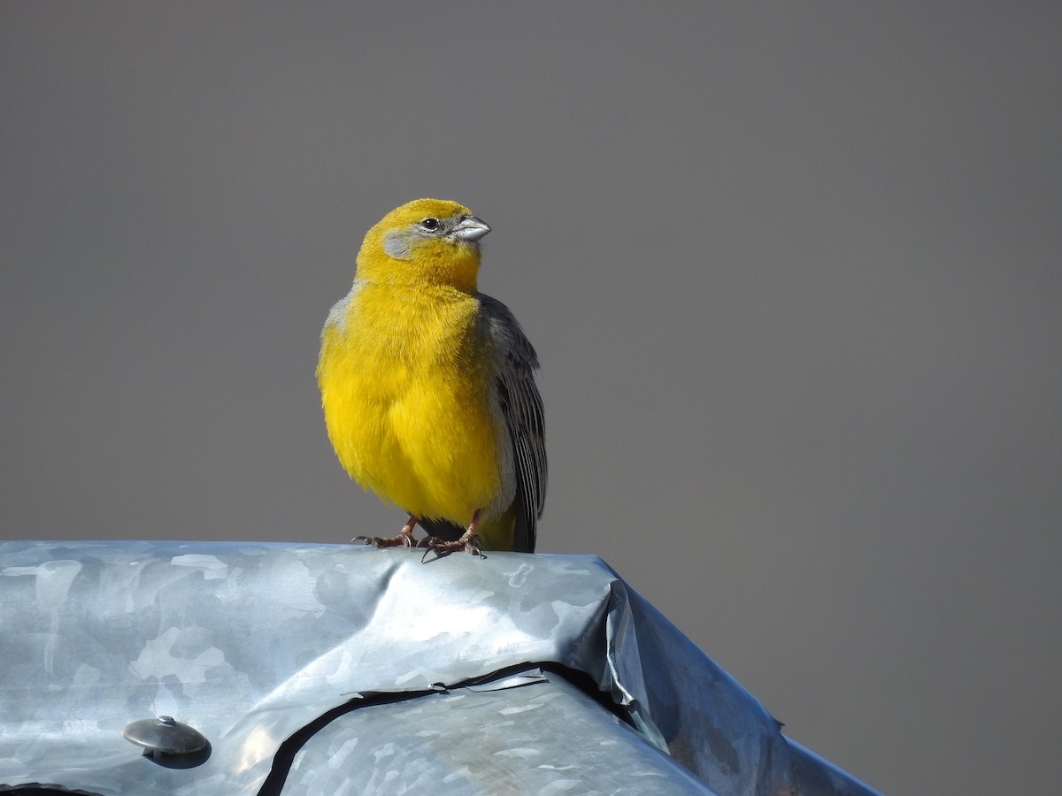 Bright-rumped Yellow-Finch - ML223185471