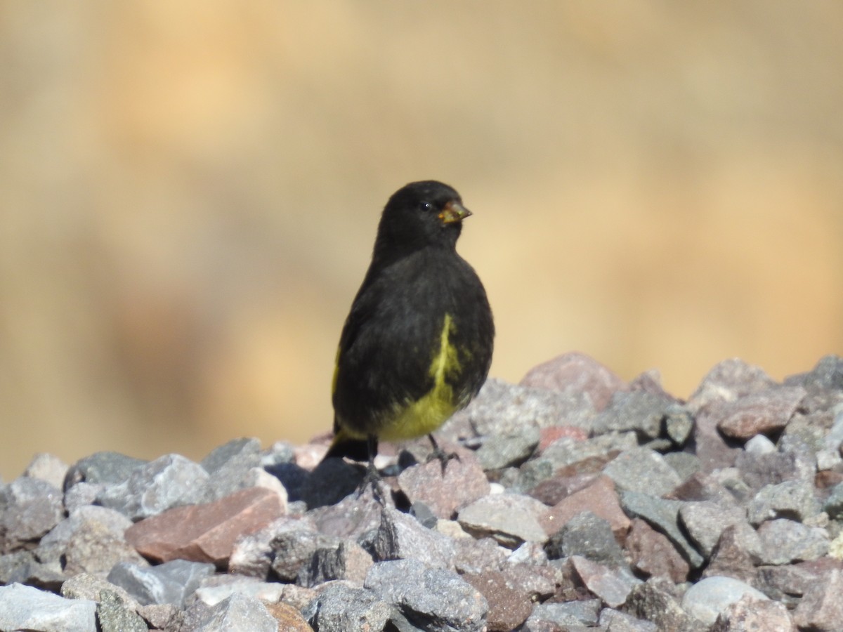 Black Siskin - ML223185871