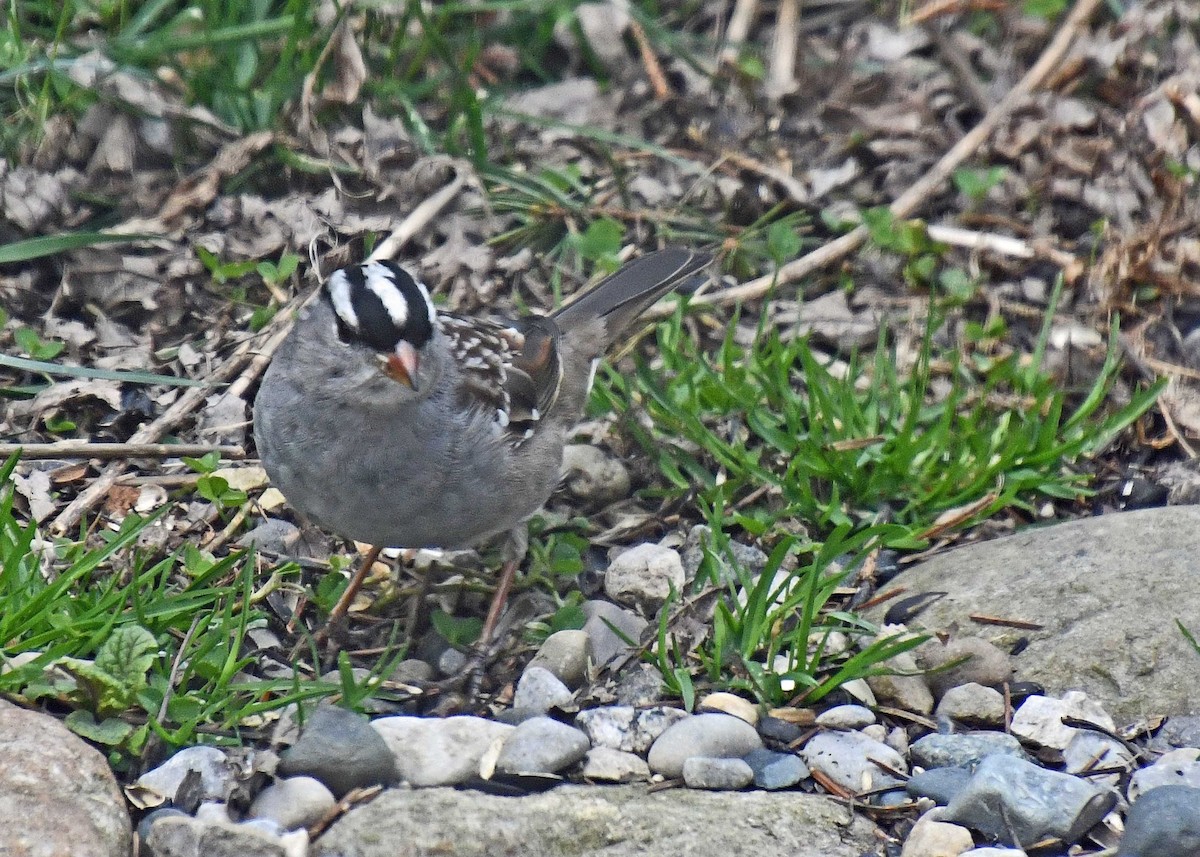 White-crowned Sparrow - ML223186441