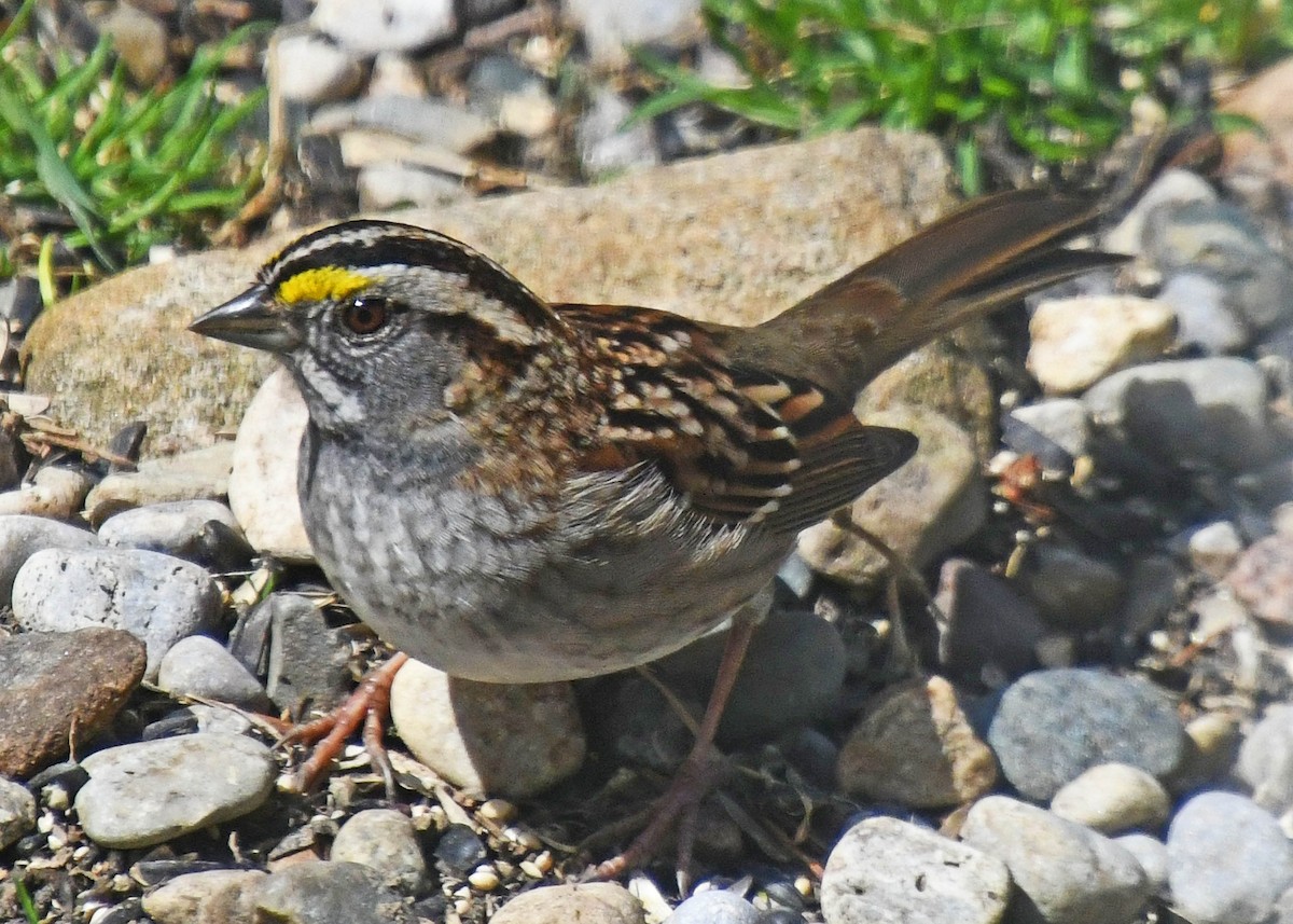 White-throated Sparrow - ML223186501