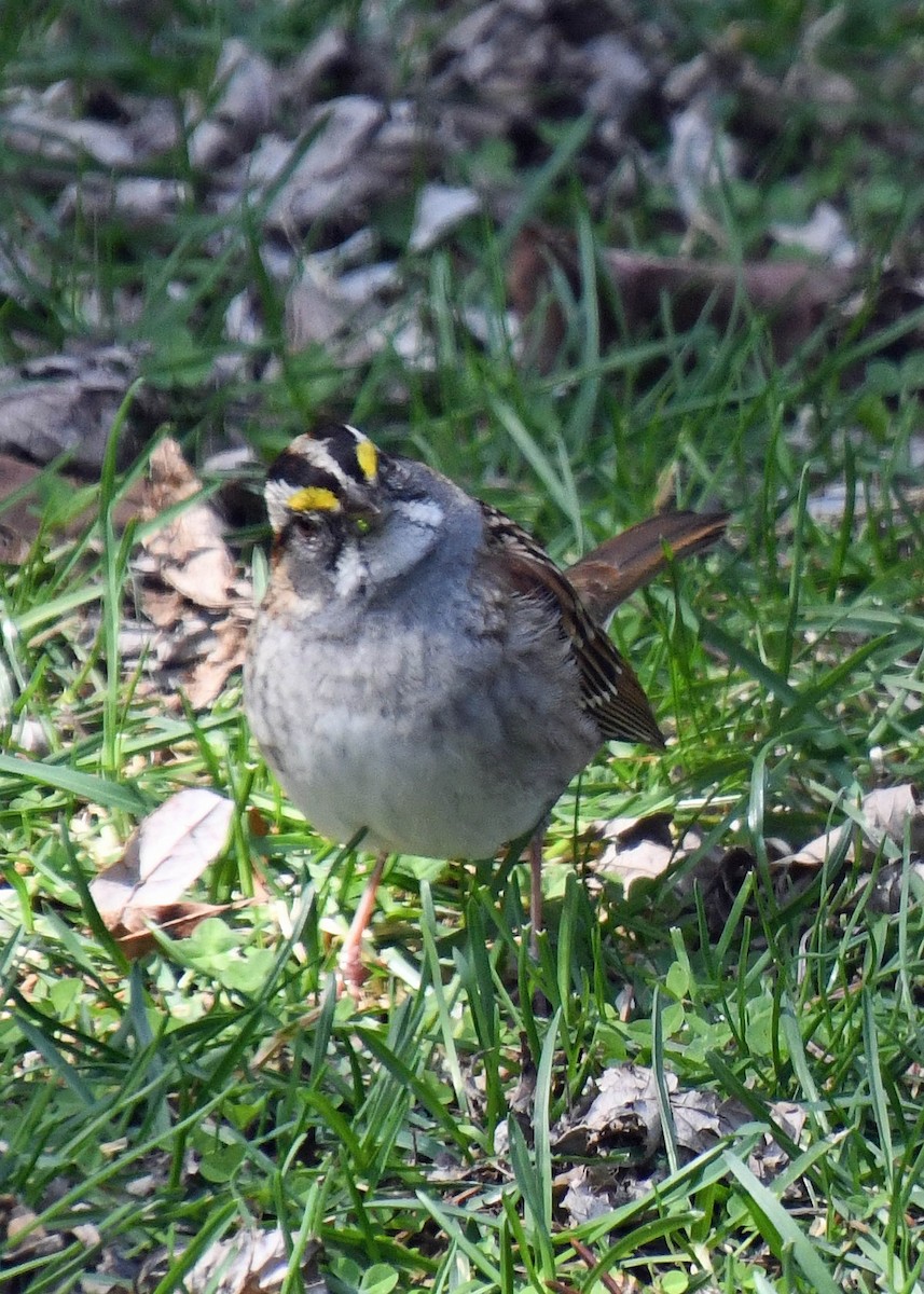 White-throated Sparrow - Diane Constable