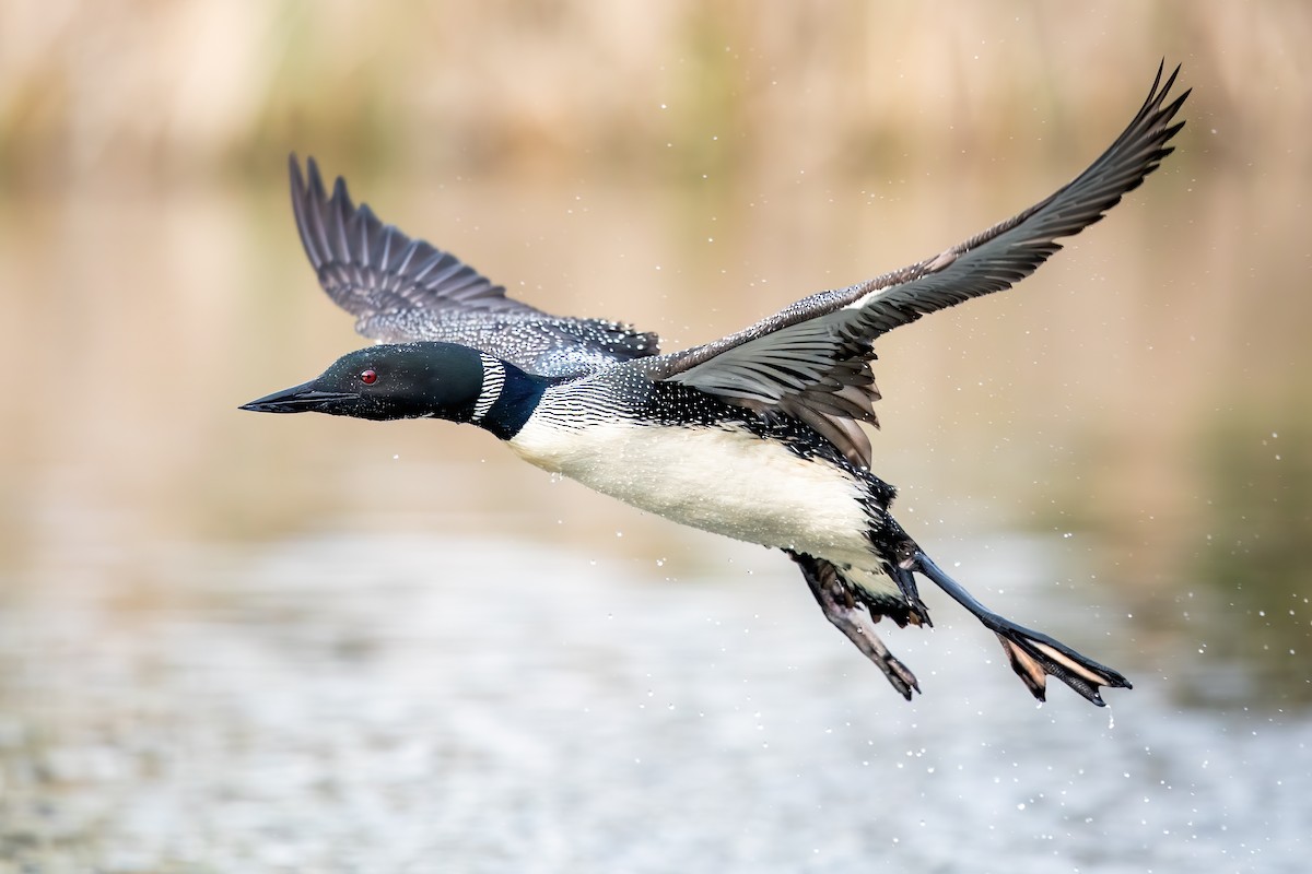 Common Loon - Brad Imhoff