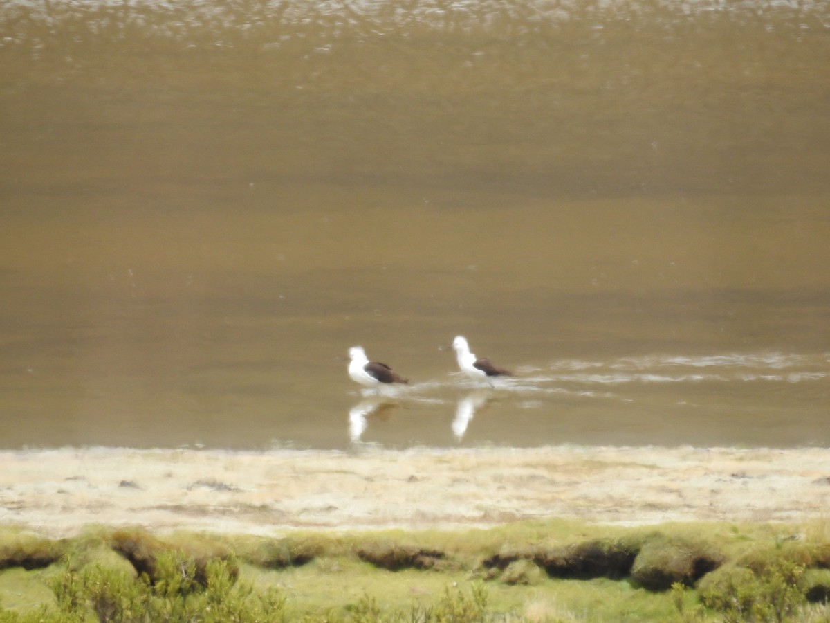 Andean Avocet - Fernando Angulo - CORBIDI