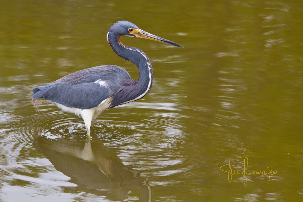 Tricolored Heron - ML223187001