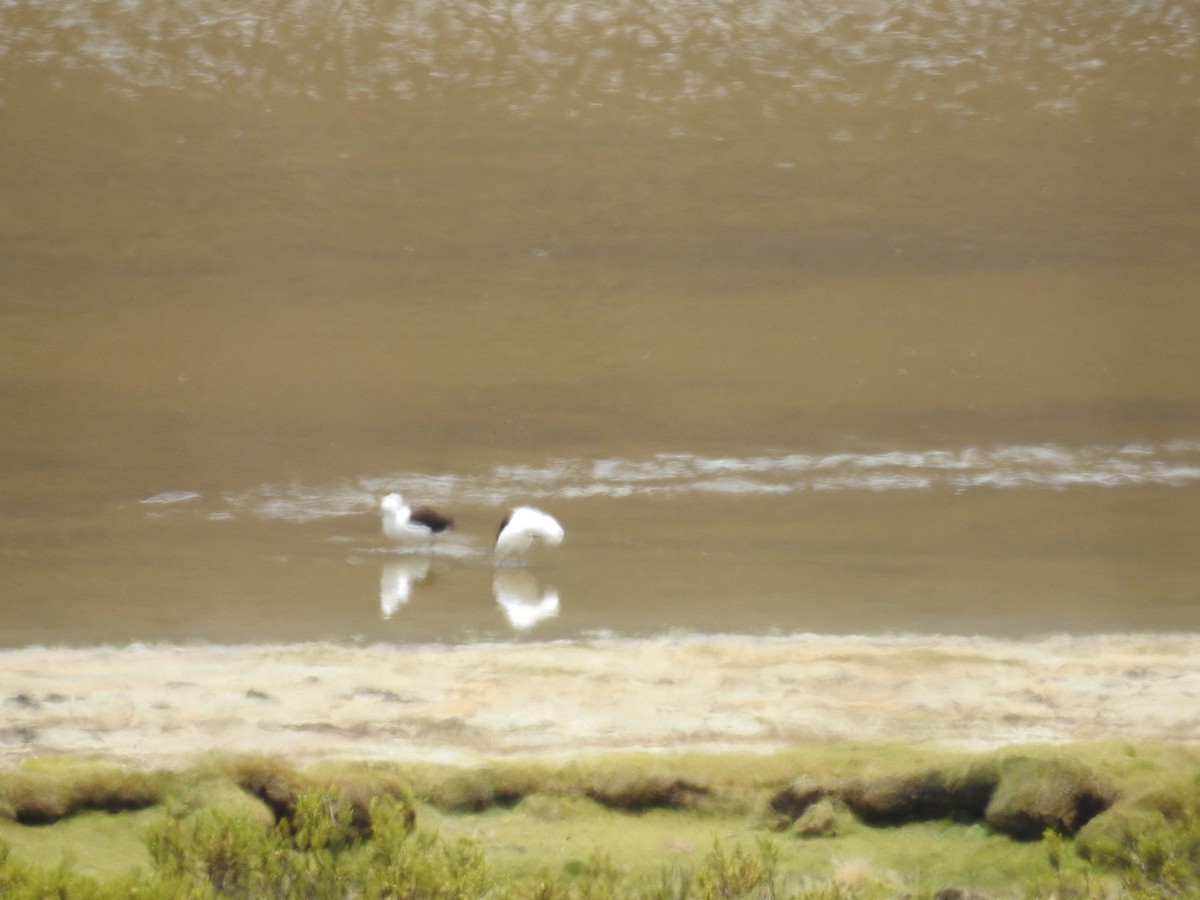 Andean Avocet - Fernando Angulo - CORBIDI