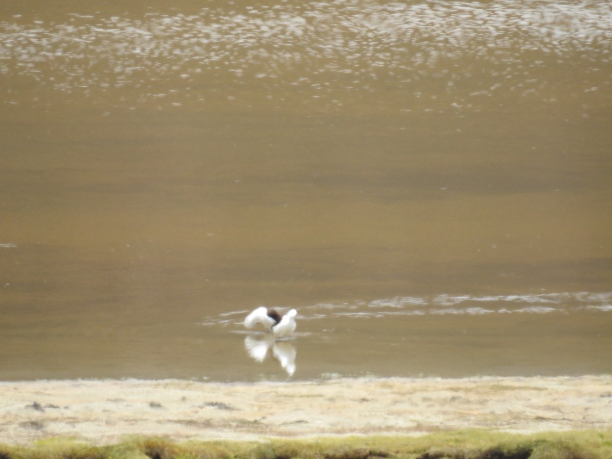 Andean Avocet - Fernando Angulo - CORBIDI