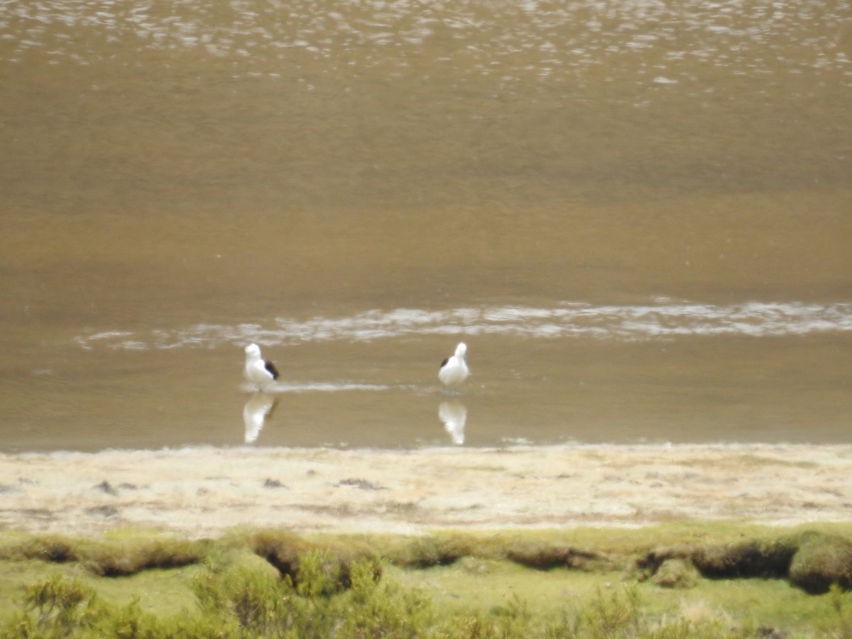 Andean Avocet - Fernando Angulo - CORBIDI