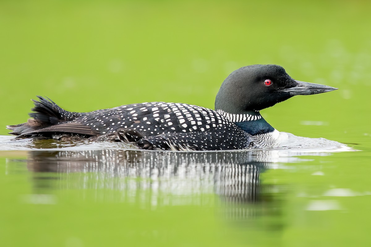 Common Loon - ML223187091
