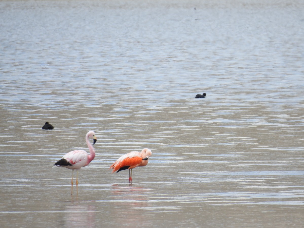 Andean Flamingo - ML223187641