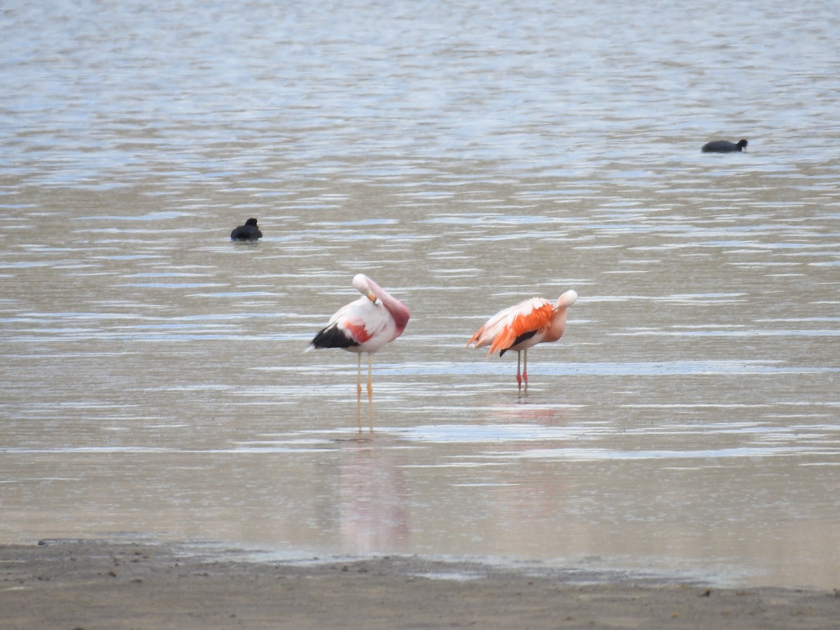 Andean Flamingo - ML223187671
