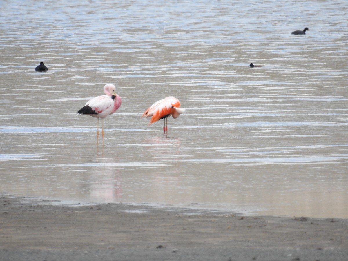 Andean Flamingo - ML223187681