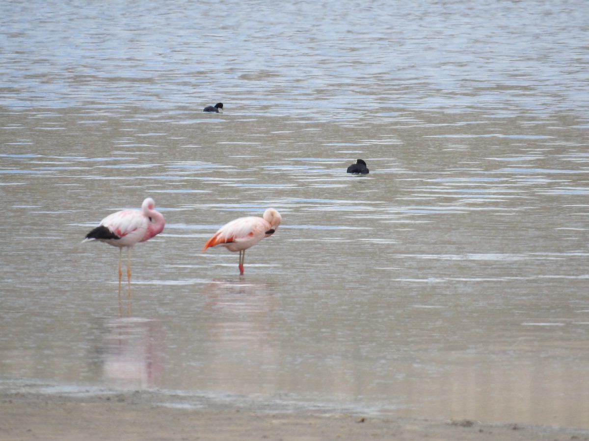 Andean Flamingo - ML223187691