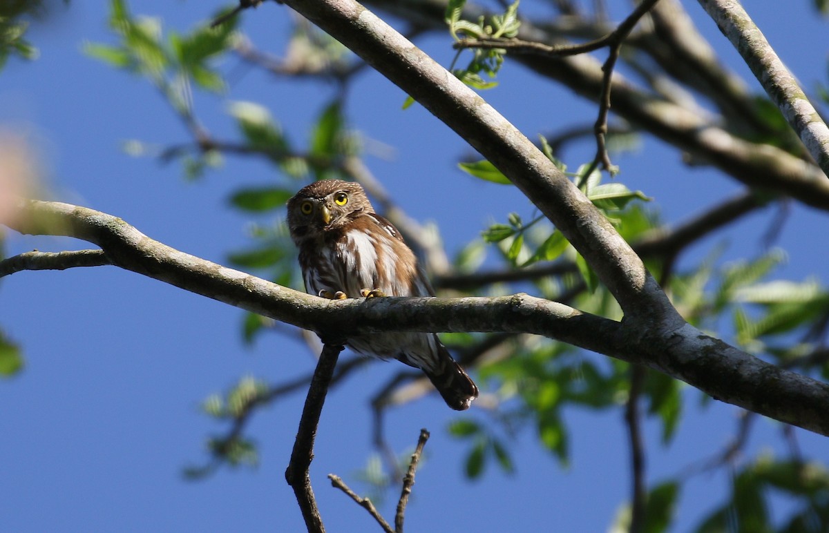 Ferruginous Pygmy-Owl - simon walkley