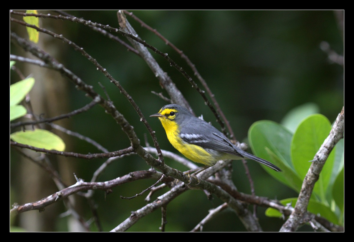 Saint-Lucia-Waldsänger - ML223188871