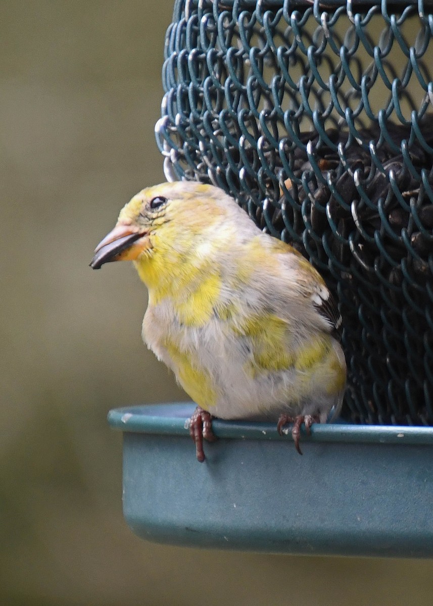 Chardonneret jaune - ML223189581