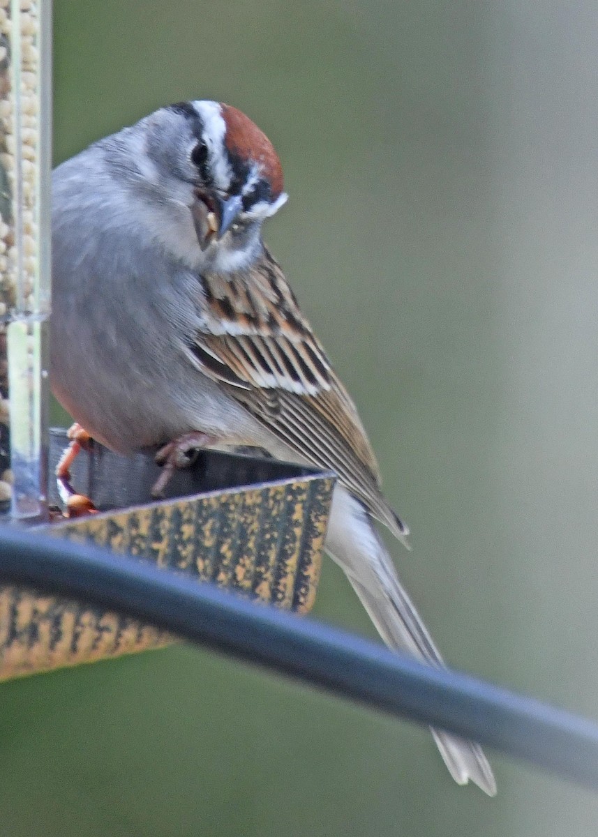 Chipping Sparrow - ML223189631