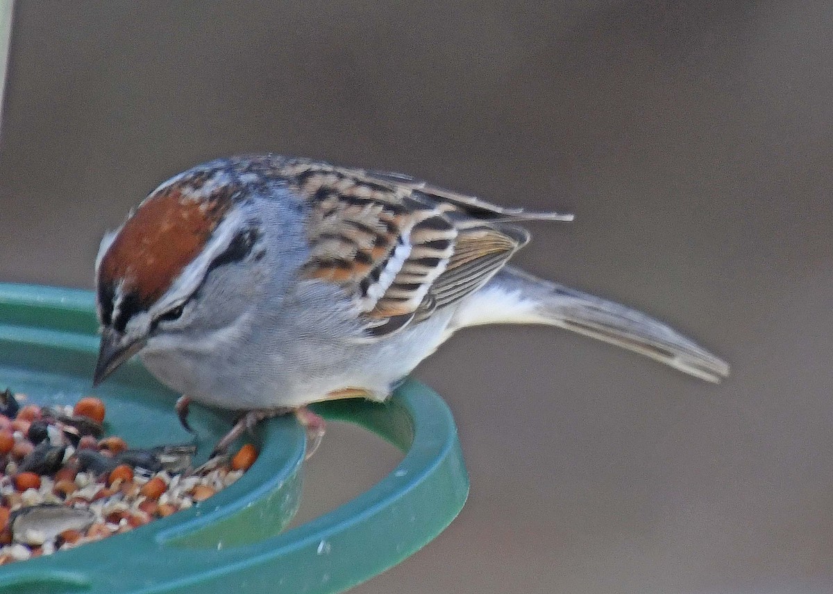 Chipping Sparrow - ML223189641