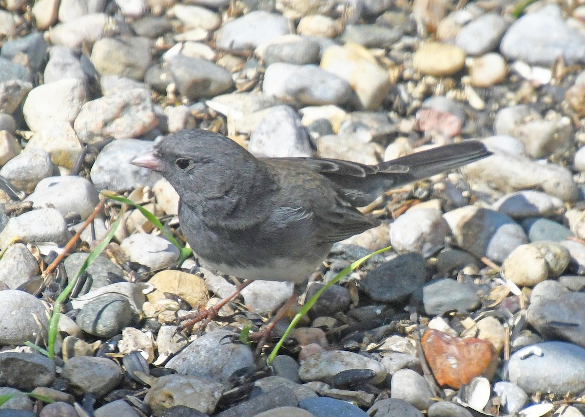 Junco ardoisé - ML223189701