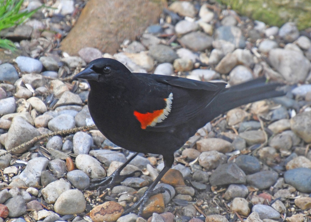 Red-winged Blackbird - ML223189731