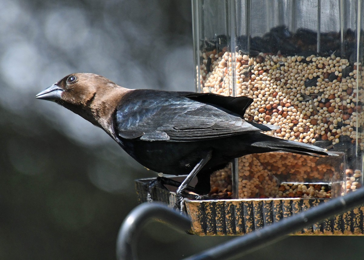 Brown-headed Cowbird - ML223189751