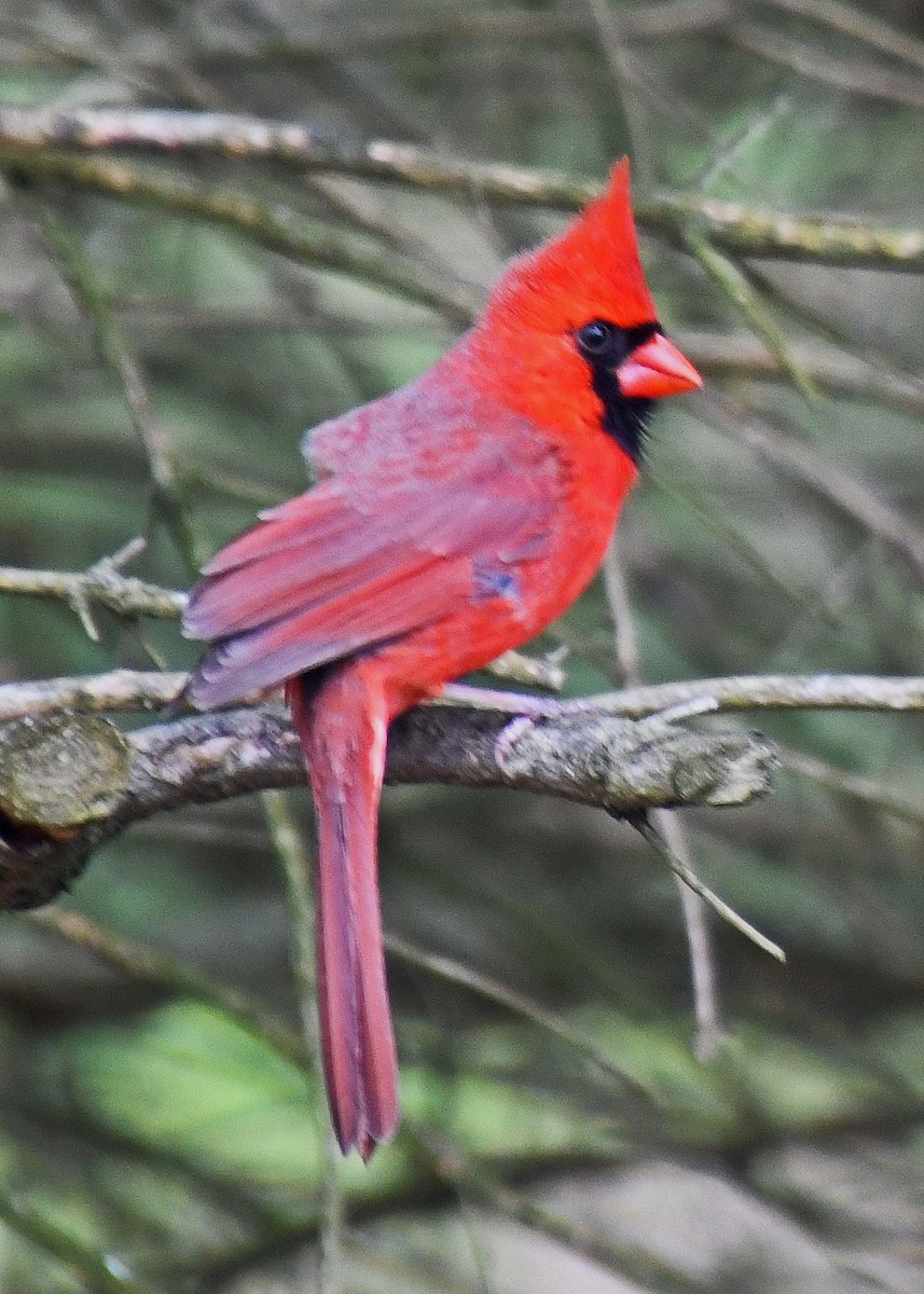 Cardinal rouge - ML223189781