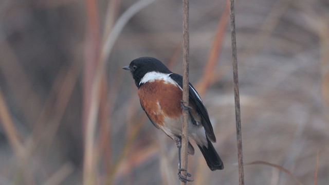 African Stonechat - ML223189821